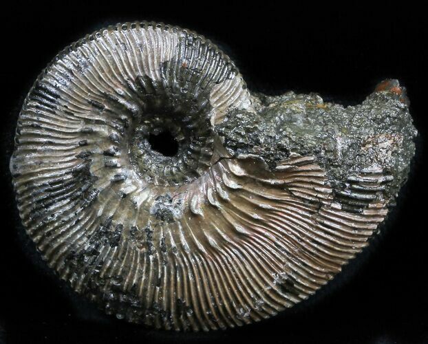 Pyritized Ammonite (Kosmoceras) Fossil - Russia #34609